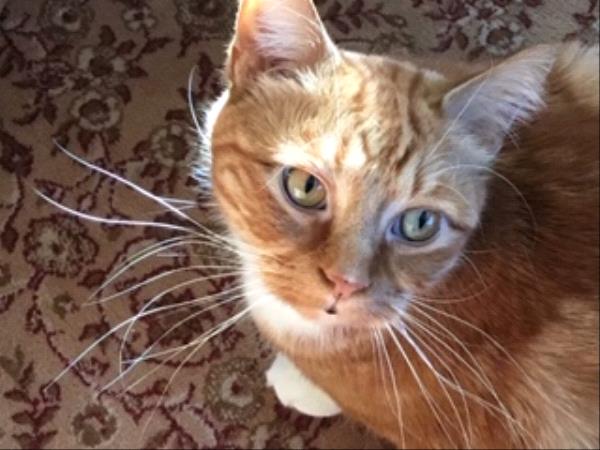 /Images/uploads/Minnesota Spay Neuter Assistance Program/MNSNAP/entries/9420thumb.jpg